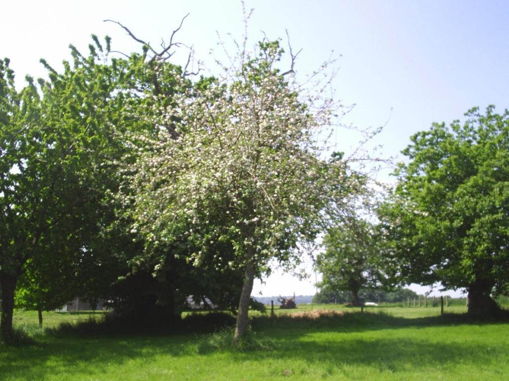 Chambres D'Hote Honey Orchard Farm Vessey Esterno foto